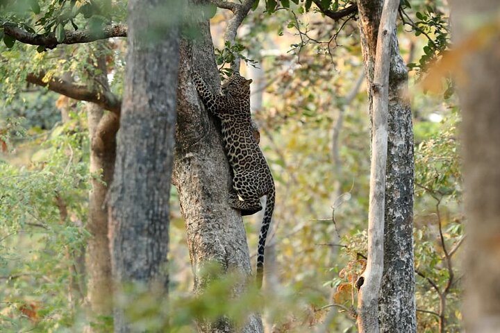 Nagpur to Bhopal via Pench & Satpura National Park
