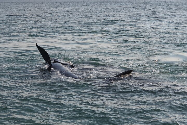 Cape Town Whale Watching Activity in Hermanus