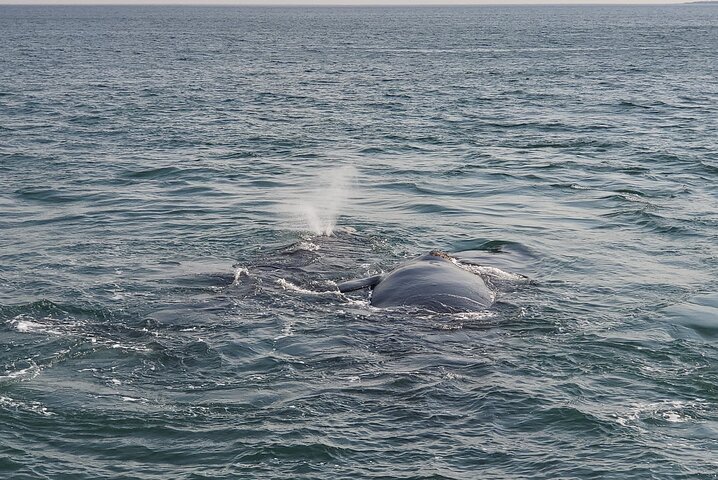 Cape Town Whale Watching Activity in Hermanus