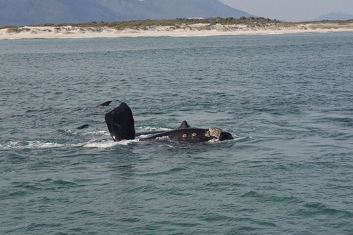 Cape Town Whale Watching Activity in Hermanus