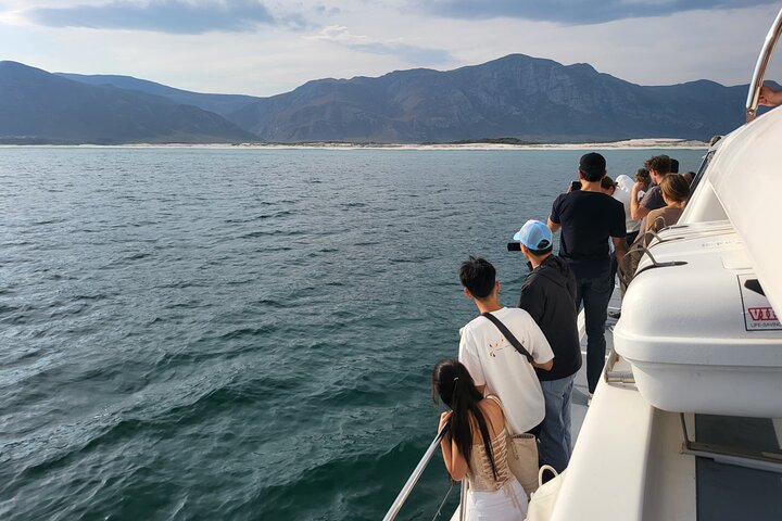 Cape Town Whale Watching Activity in Hermanus