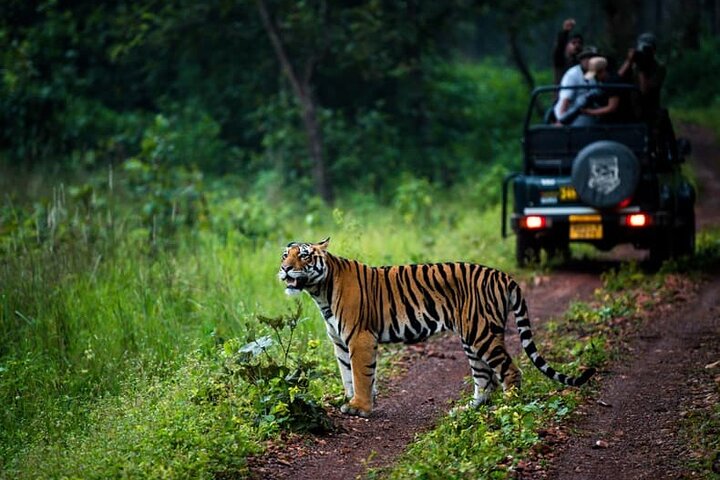 Nagpur to Pench, Satpura & Kanha National Park, Tiger Safari Tour