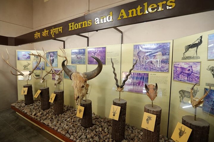 Nagpur to Pench, Satpura & Kanha National Park, Tiger Safari Tour