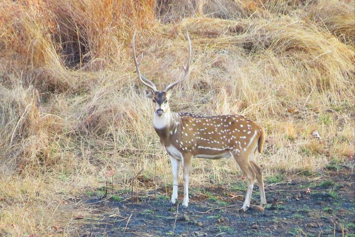 Nagpur to Aurangabad via Melghat Tiger Reserve & Akola