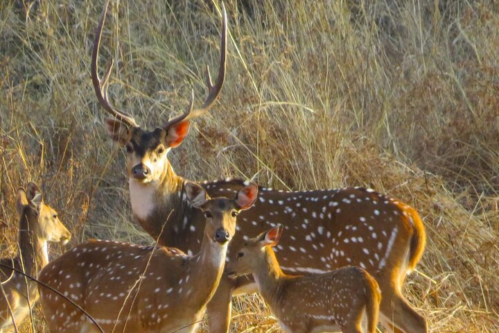 Nagpur to Aurangabad via Melghat Tiger Reserve & Akola