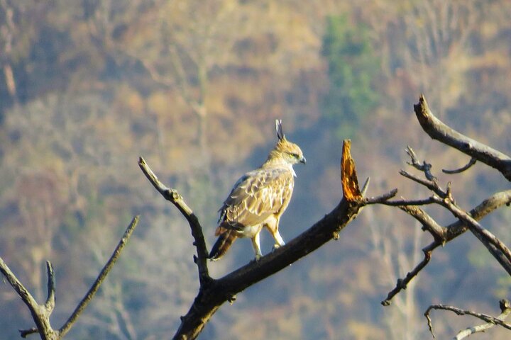 Nagpur to Aurangabad via Melghat Tiger Reserve & Akola