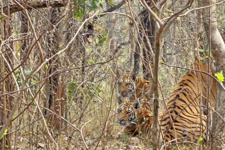 Nagpur to Aurangabad via Melghat Tiger Reserve & Akola