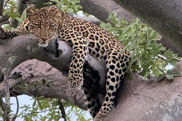 2 Days Ruaha National park