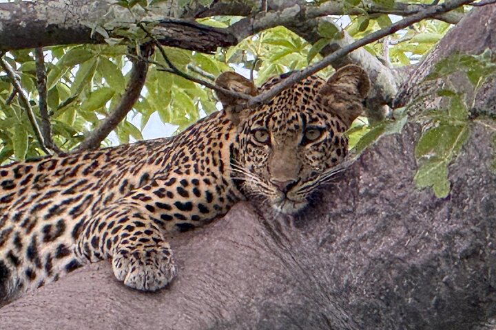 2 Days Ruaha National park