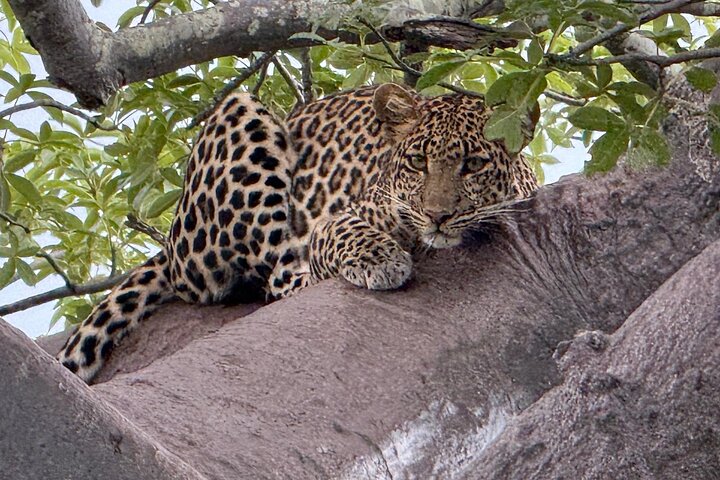 2 Days Ruaha National park