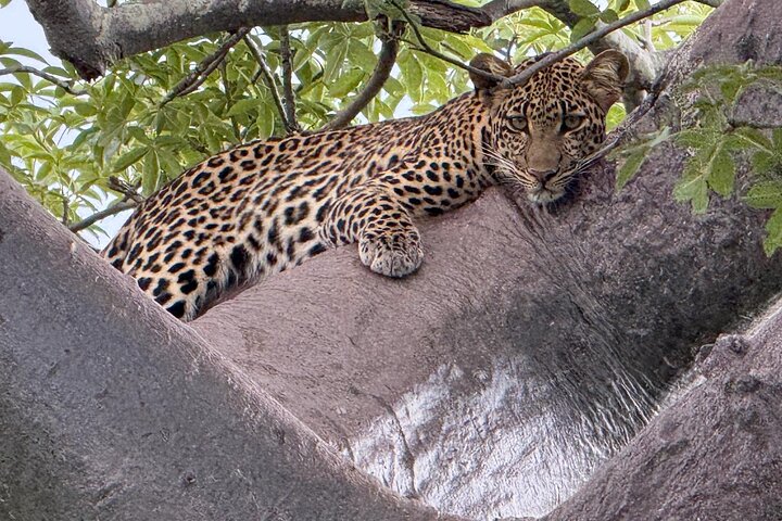 2 Days Ruaha National park