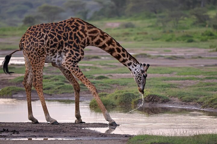 2 Days Ruaha National park