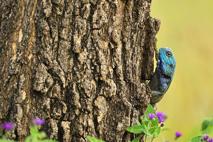 2 Days Ruaha National park