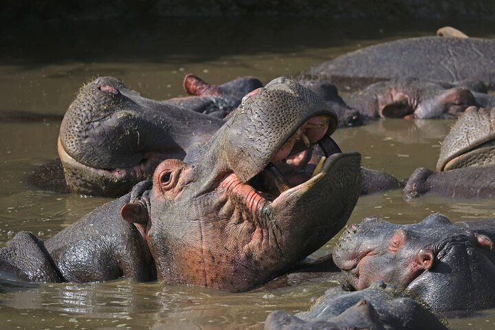 2 Days Ruaha National park