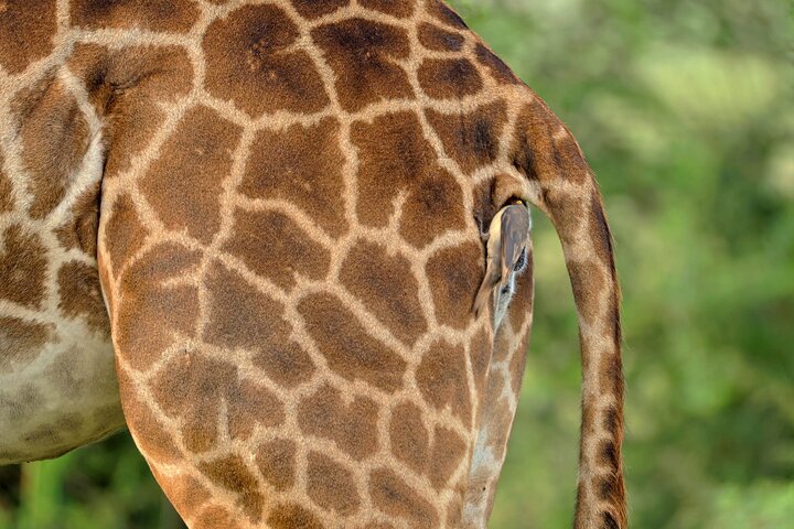 2 Days Ruaha National park