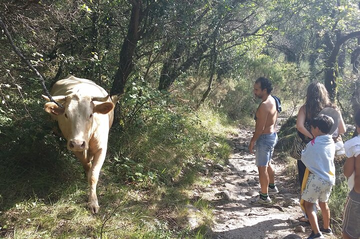 Gerês Nature,Waterfalls,Tasty Lunch!Small Group,Offer Wine bottle