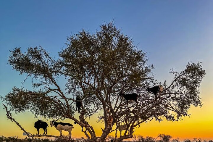 Marrakech day trip from Agadir guided full day trip