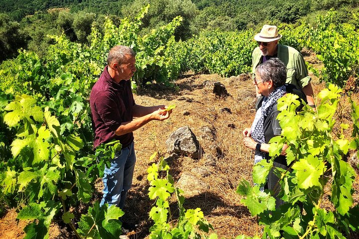 Discover the unique wine and villages of the Sierra de Salamanca
