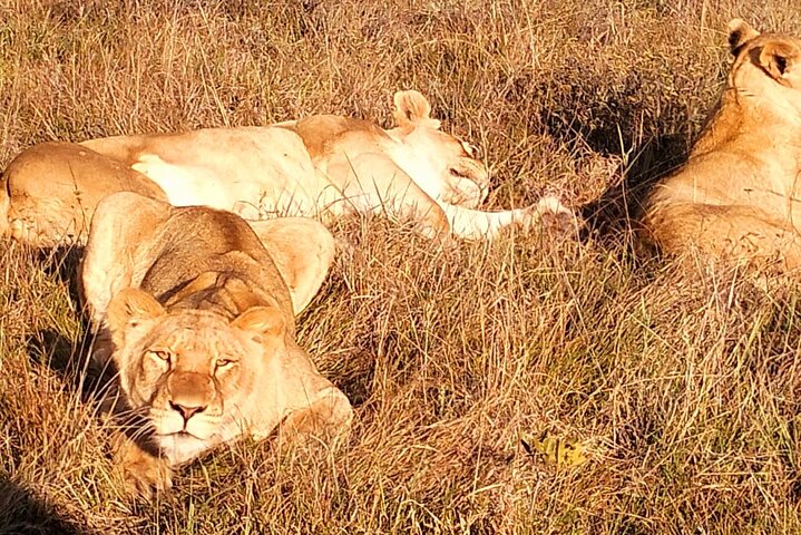 2 Day Schotia Safari Tour in Port Elizabeth