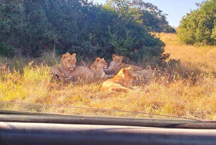 2 Day Schotia Safari Tour in Port Elizabeth