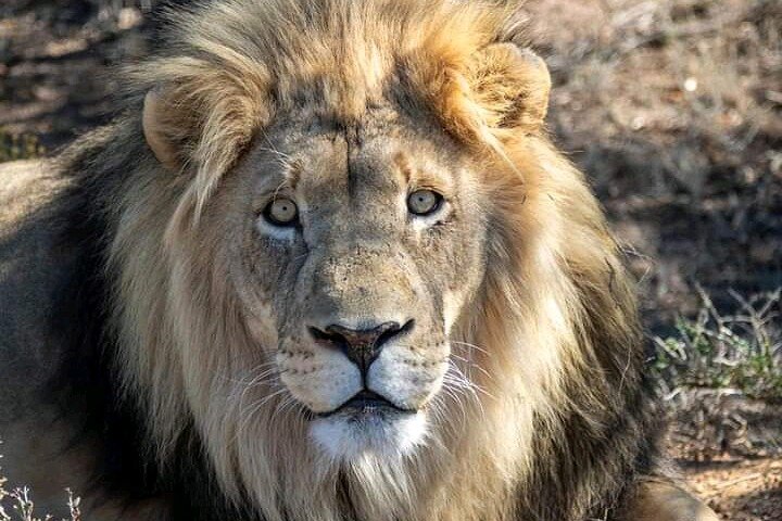 2 Day Schotia Safari Tour in Port Elizabeth