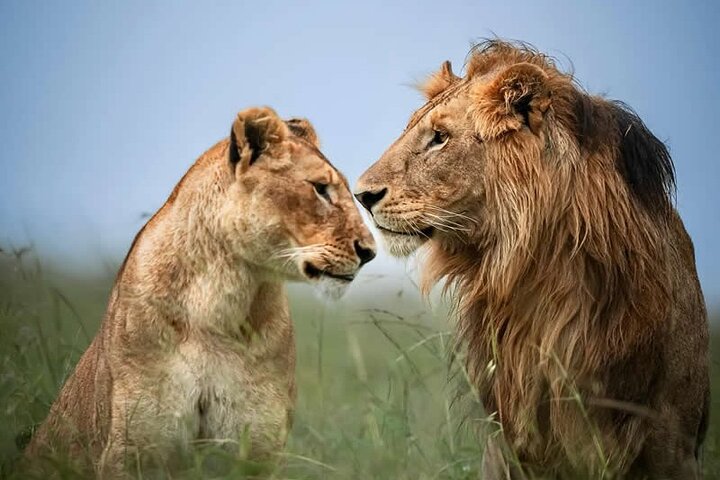2 Day Schotia Safari Tour in Port Elizabeth