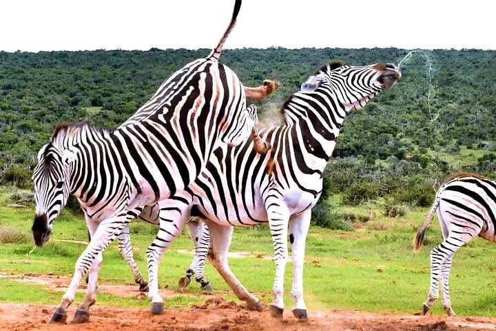 2 Day Schotia Safari Tour in Port Elizabeth