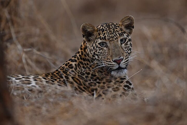 Temple & Lion Safari Tour from Rajkot in Gujarat