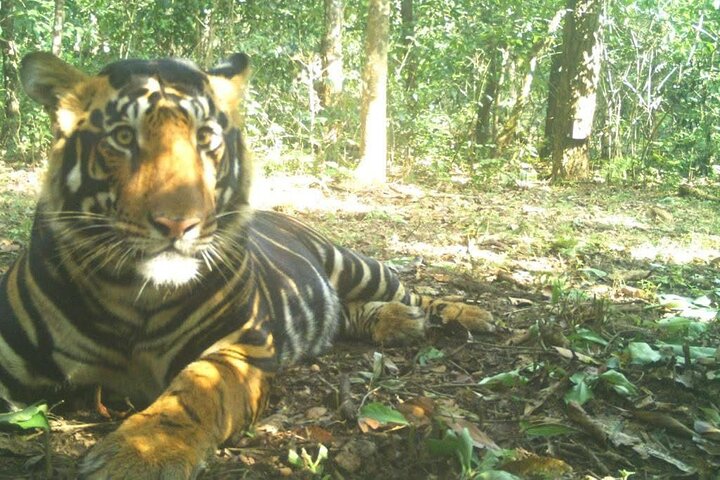 Kolkata to Bhubaneshwar via Tiger Reserve, Mangroves Forest