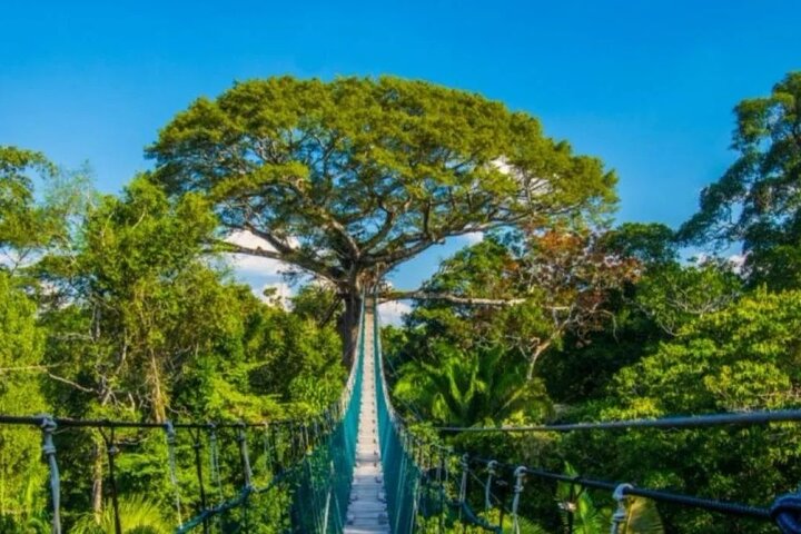 4Day Amazon Rainforest Tour in Tambopata National Reserve