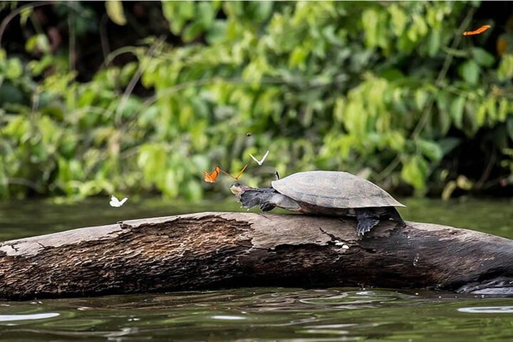 4Day Amazon Rainforest Tour in Tambopata National Reserve