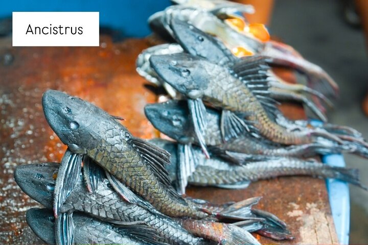 Belén Tour: Exotic Market, Floating City & Amazonian Life