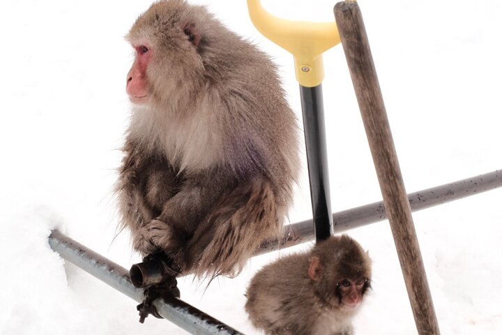 Nagano Snow Monkeys -Half day Private Tour