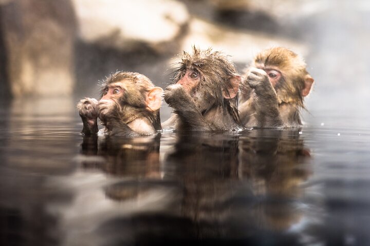 Nagano Snow Monkeys -Half day Private Tour