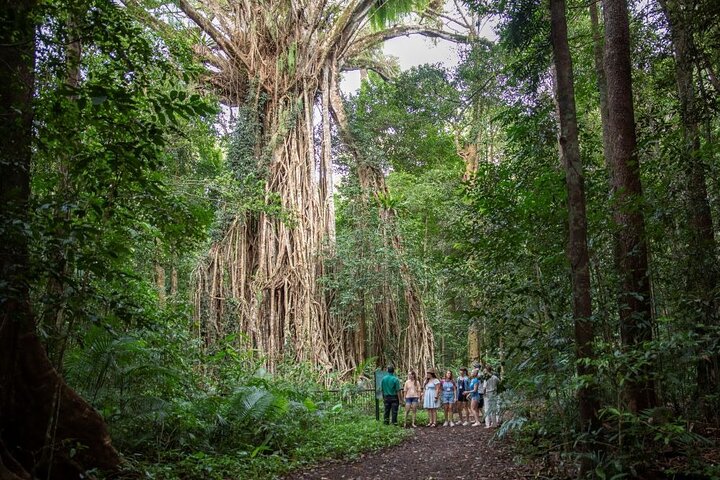 Cairns: All Inclusive Waterfalls and Rainforest Tour