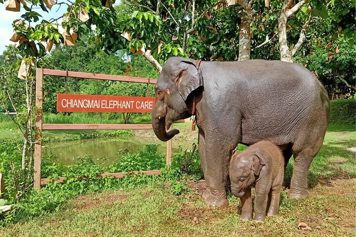Premium Half-Day Ethical Elephant Sanctuary Experience Max9Guest