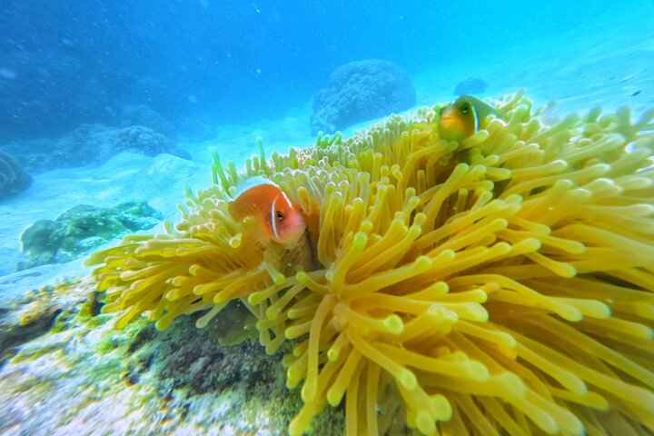 Ko Tao: Vintage Boat - Small Group Snorkeling Day Trip with Meals