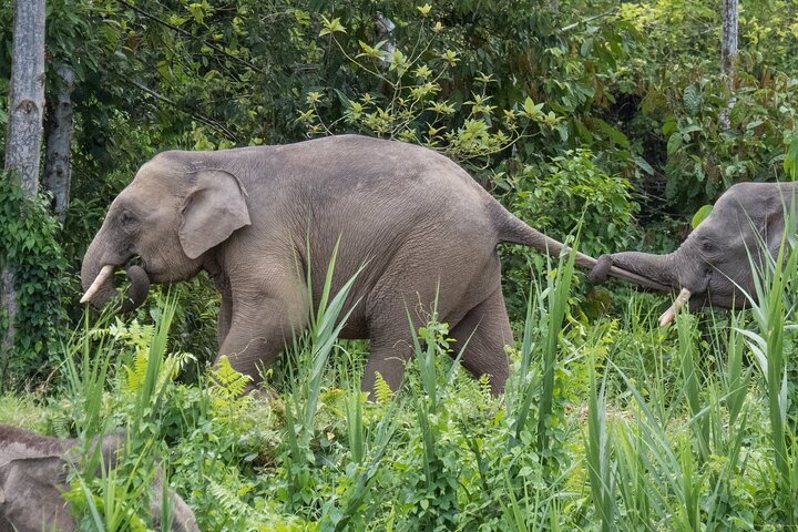 Sandakan: 2D1N Sukau Rainforest Wildlife Journey and Cruises