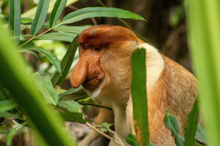 Sandakan: 2D1N Sukau Rainforest Wildlife Journey and Cruises