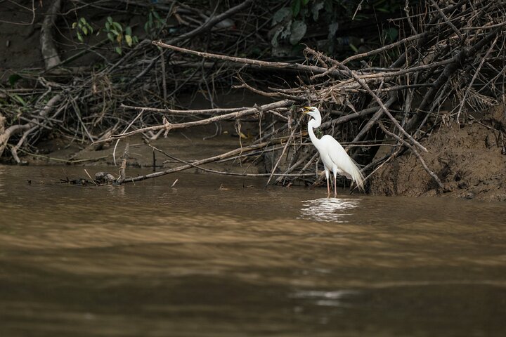 Sandakan: 2D1N Sukau Rainforest Wildlife Journey and Cruises