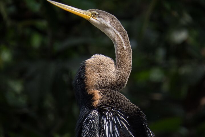 Sandakan 3 Day Sukau Rainforest Wildlife Journey and Cruises
