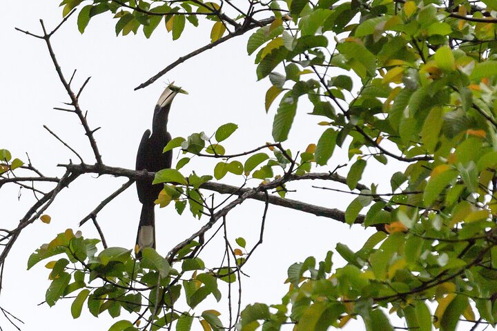 Sandakan 3 Day Sukau Rainforest Wildlife Journey and Cruises