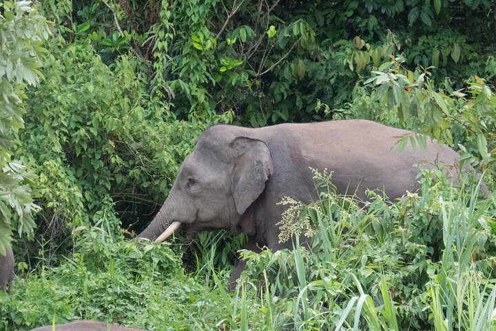Sandakan 3 Day Sukau Rainforest Wildlife Journey and Cruises