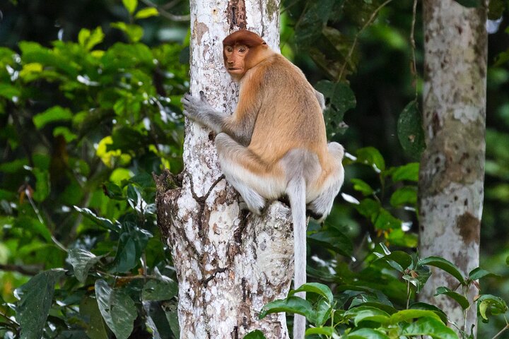 Sandakan 3 Day Sukau Rainforest Wildlife Journey and Cruises