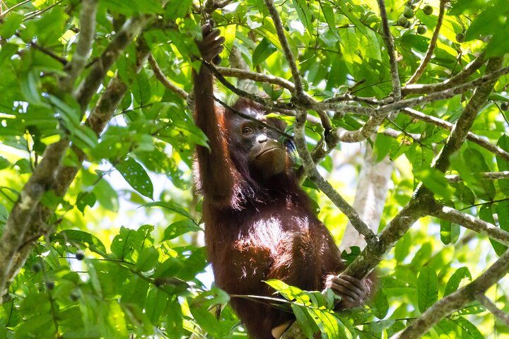 Sandakan 3 Day Sukau Rainforest Wildlife Journey and Cruises