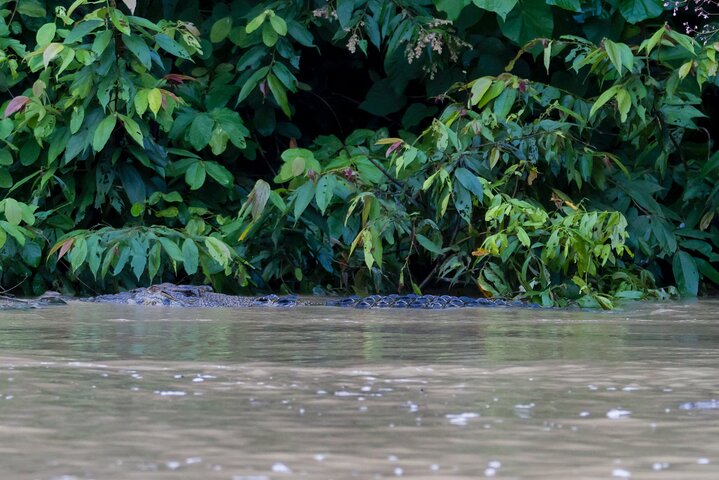 Sandakan 3 Day Sukau Rainforest Wildlife Journey and Cruises