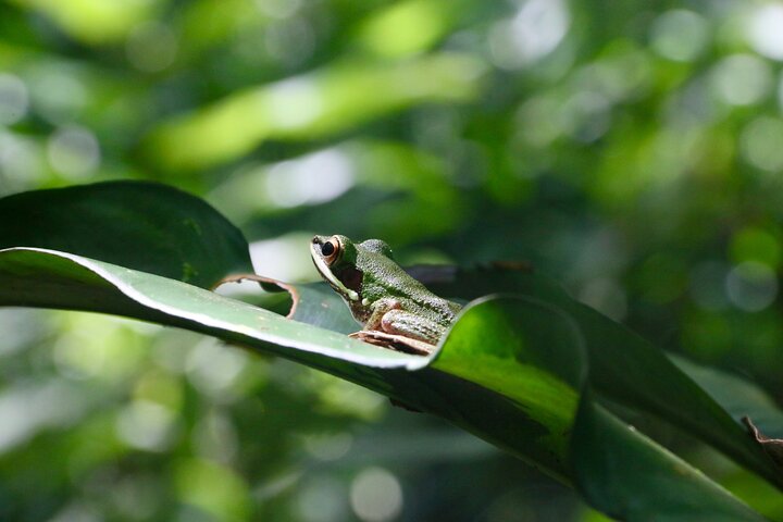 Sandakan 3 Day Sukau Rainforest Wildlife Journey and Cruises