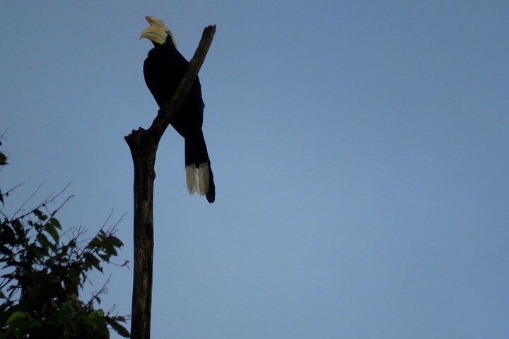 Sandakan 3 Day Sukau Rainforest Wildlife Journey and Cruises