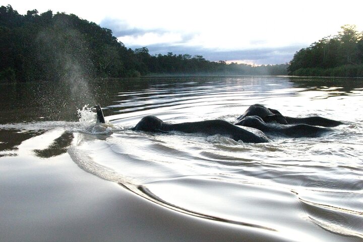 Sandakan 3 Day Sukau Rainforest Wildlife Journey and Cruises