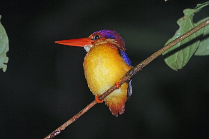 Sandakan 3 Day Sukau Rainforest Wildlife Journey and Cruises